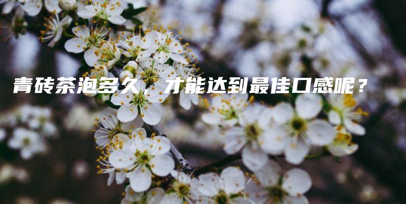 青磚茶泡多久，才能達到最佳口感呢？插圖