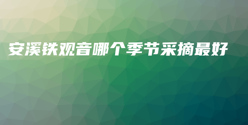 安溪鐵觀音哪個(gè)季節(jié)采摘最好插圖