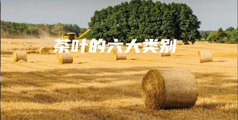 茶葉的六大類別插圖