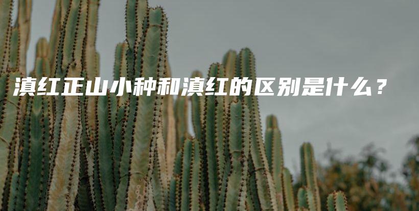 滇紅正山小種和滇紅的區(qū)別是什么？插圖