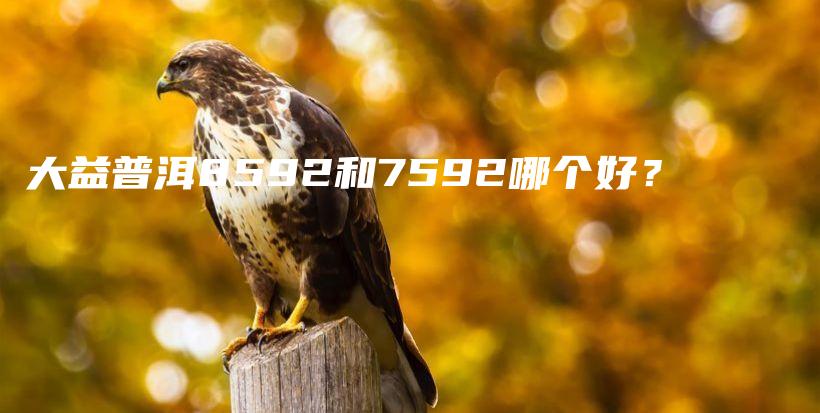 大益普洱8592和7592哪個好？插圖
