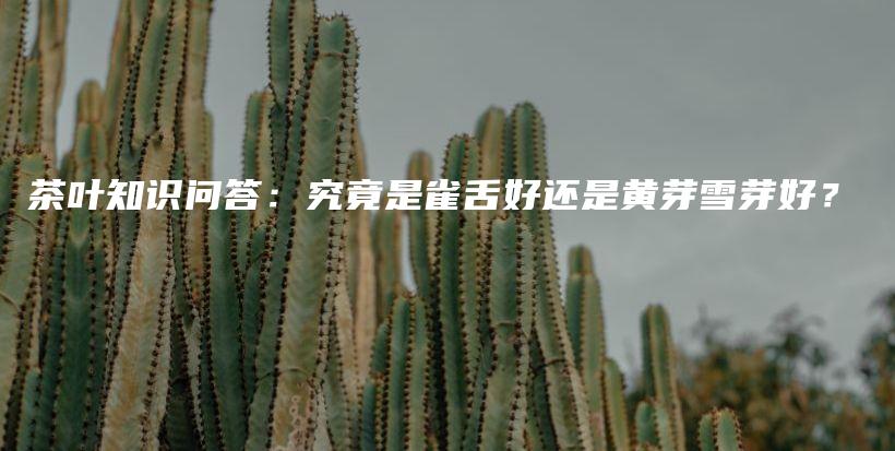 茶葉知識問答：究竟是雀舌好還是黃芽雪芽好？插圖