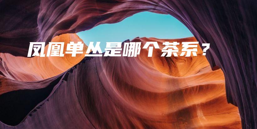 鳳凰單叢是哪個茶系？插圖