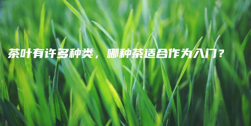 茶葉有許多種類，哪種茶適合作為入門？插圖
