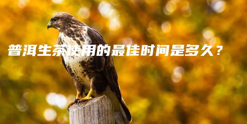 普洱生茶使用的最佳時(shí)間是多久？插圖