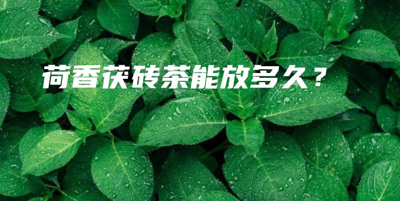 荷香茯磚茶能放多久？插圖