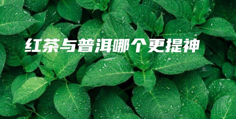 紅茶與普洱哪個(gè)更提神插圖