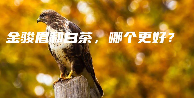 金駿眉和白茶，哪個更好？插圖