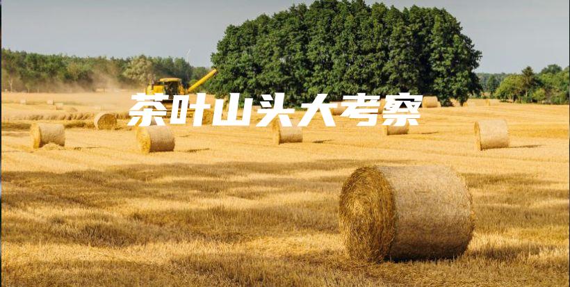 茶葉山頭大考察插圖