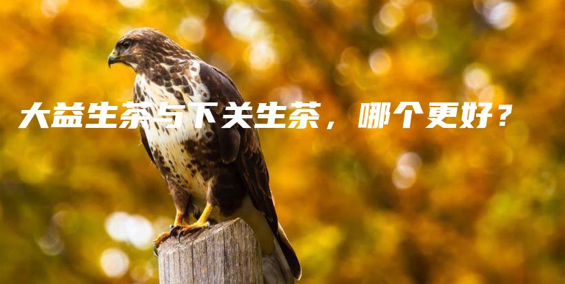 大益生茶與下關生茶，哪個更好？插圖