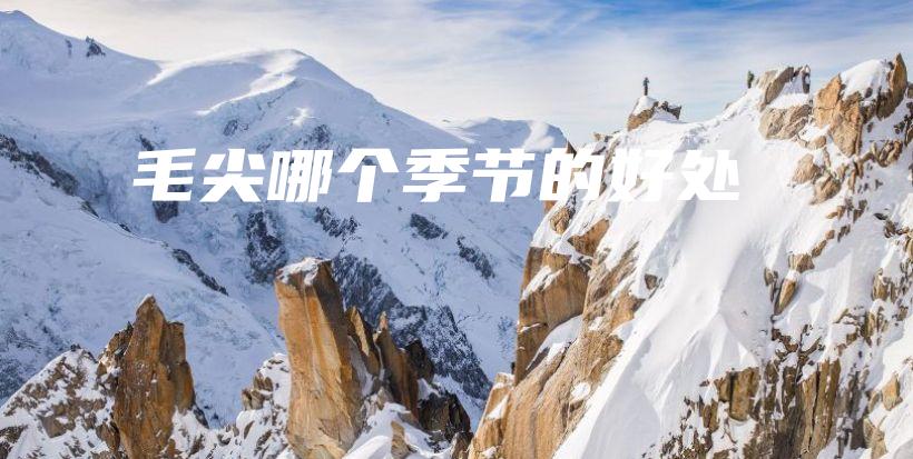 毛尖哪個(gè)季節(jié)的好處插圖