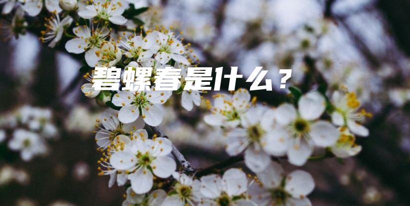 碧螺春是什么？插圖