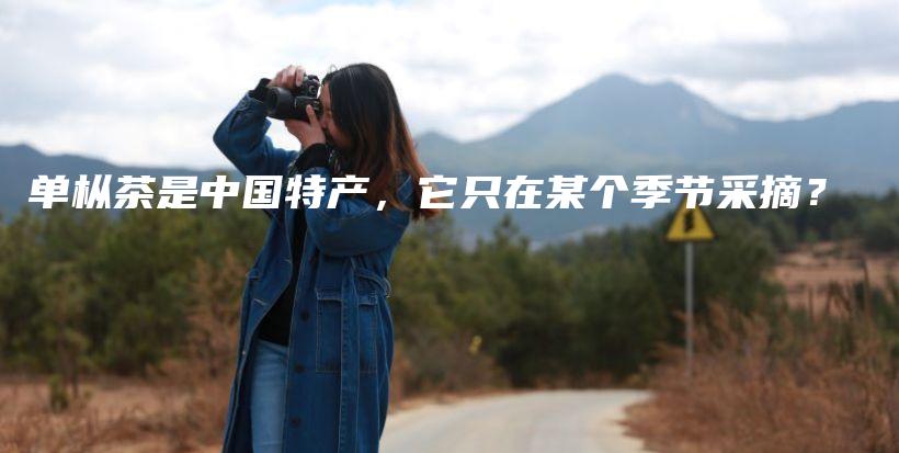 單樅茶是中國(guó)特產(chǎn)，它只在某個(gè)季節(jié)采摘？插圖