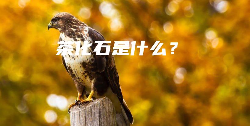 茶化石是什么？插圖
