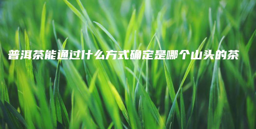 普洱茶能通過什么方式確定是哪個山頭的茶插圖