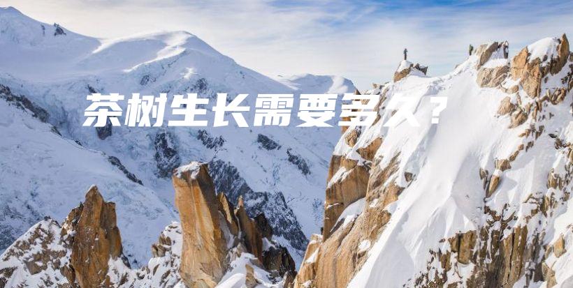 茶樹生長(zhǎng)需要多久？插圖
