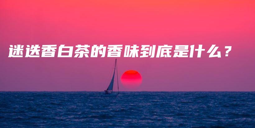迷迭香白茶的香味到底是什么？插圖