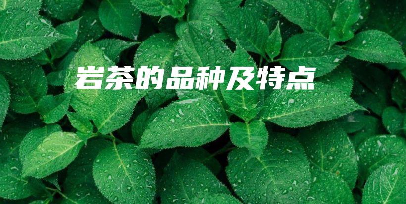 巖茶的品種及特點插圖