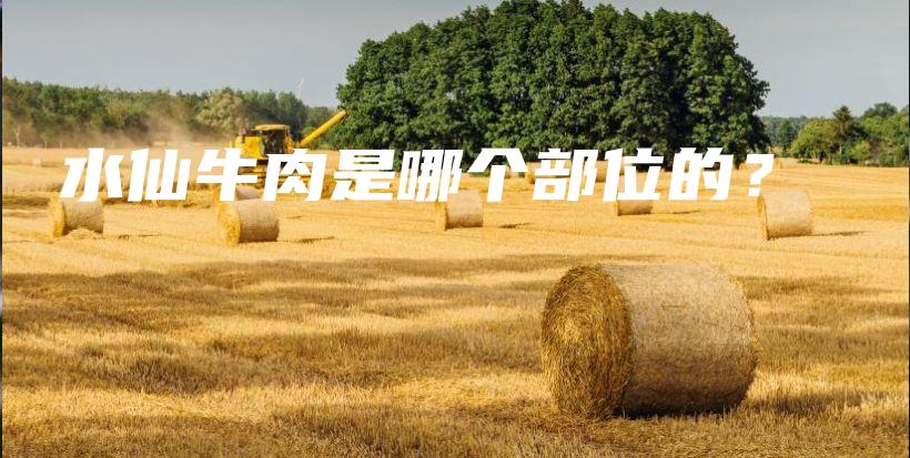 水仙牛肉是哪個(gè)部位的？插圖