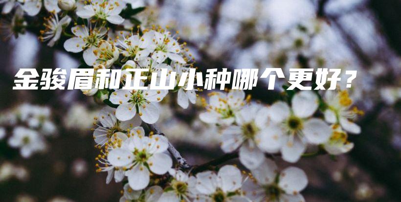 金駿眉和正山小種哪個(gè)更好？插圖