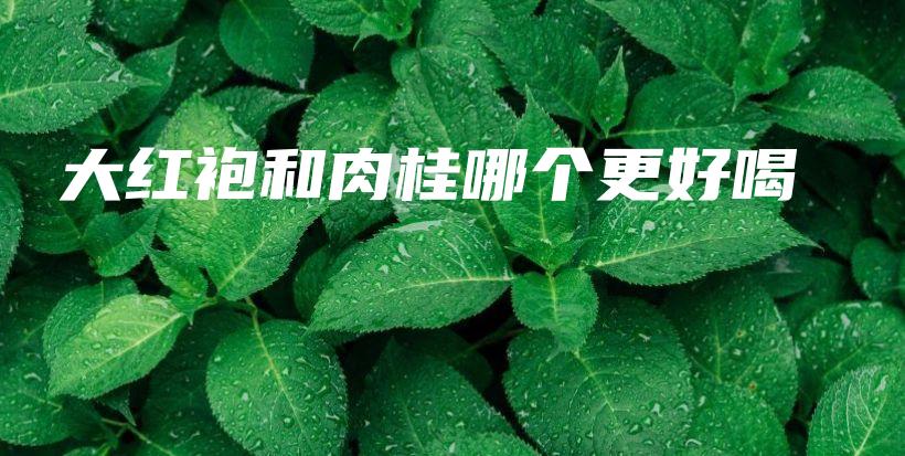 大紅袍和肉桂哪個更好喝插圖