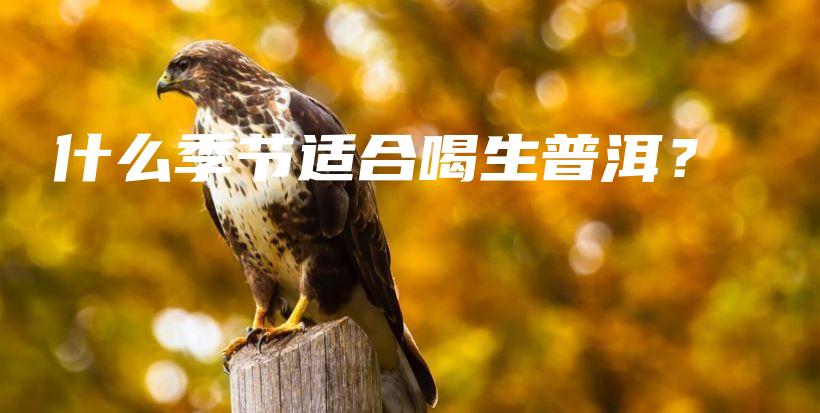 什么季節(jié)適合喝生普洱？插圖