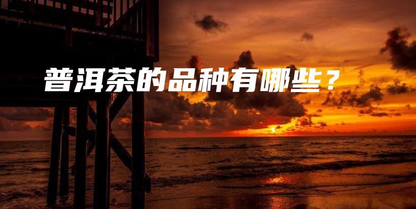 普洱茶的品種有哪些？插圖