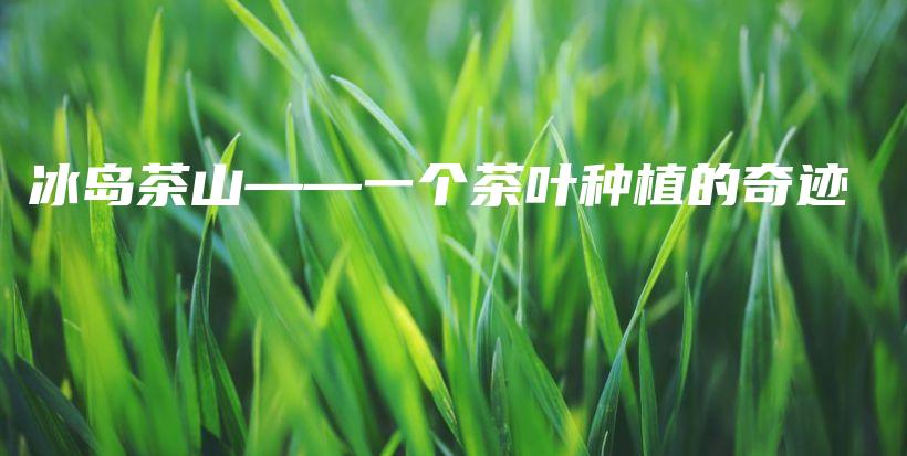 冰島茶山——一個茶葉種植的奇跡插圖