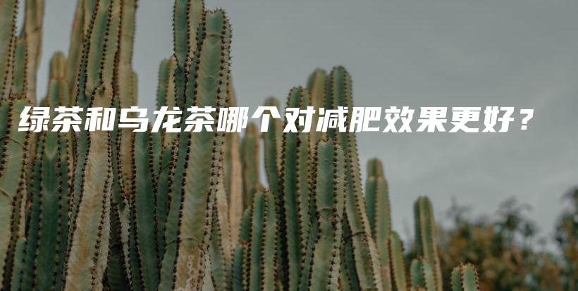 綠茶和烏龍茶哪個對減肥效果更好？插圖