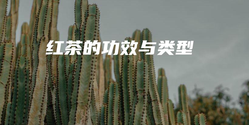 紅茶的功效與類型插圖