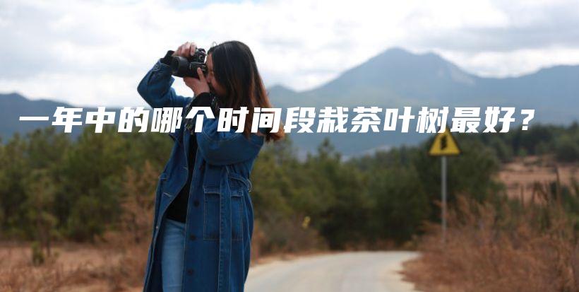一年中的哪個時間段栽茶葉樹最好？插圖