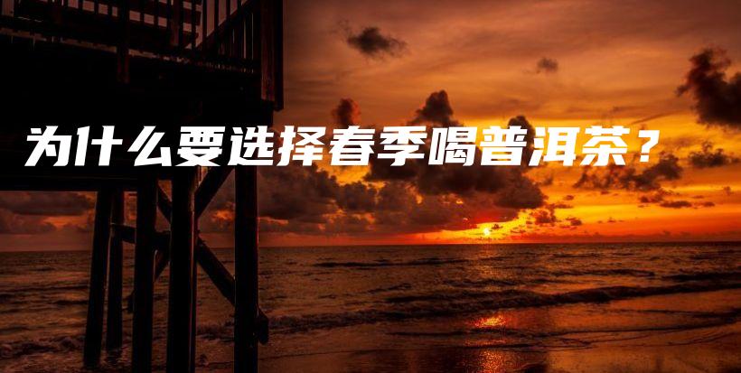 為什么要選擇春季喝普洱茶？插圖