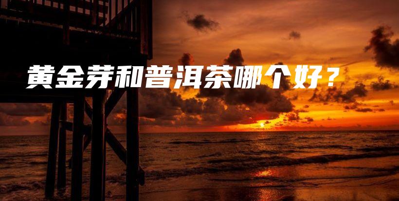 黃金芽和普洱茶哪個(gè)好？插圖