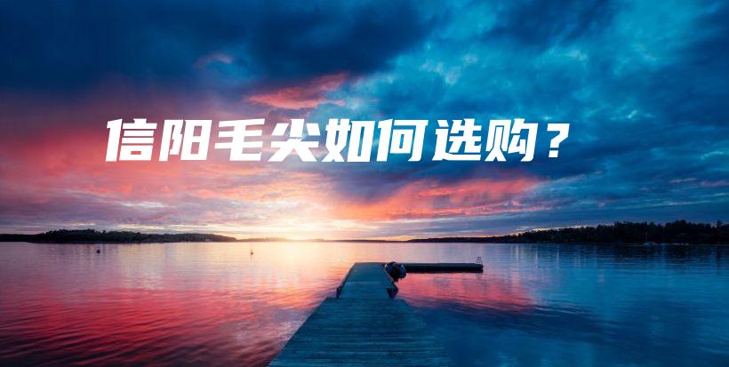 信陽毛尖如何選購？插圖