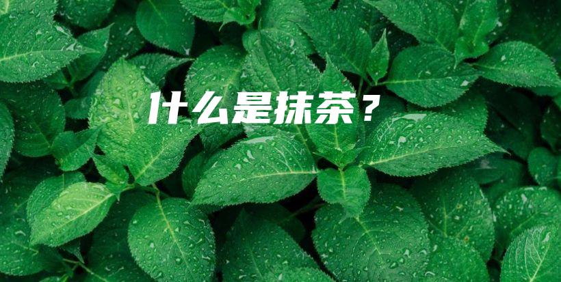 什么是抹茶？插圖