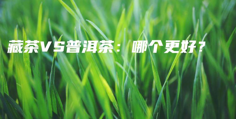 藏茶VS普洱茶：哪個更好？插圖
