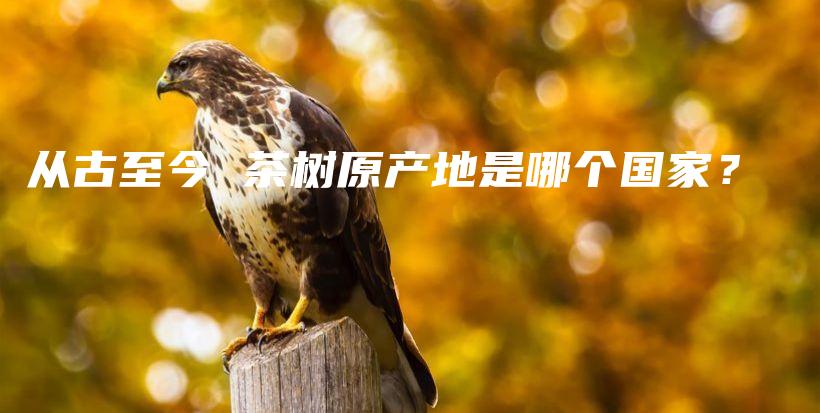 從古至今 茶樹原產(chǎn)地是哪個(gè)國家？插圖