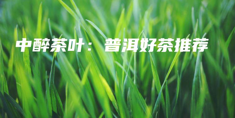 中醉茶葉：普洱好茶推薦插圖