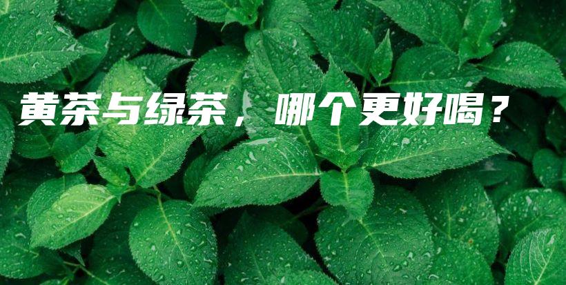 黃茶與綠茶，哪個(gè)更好喝？插圖