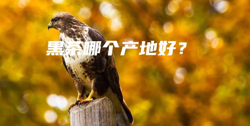 黑茶哪個產地好？插圖