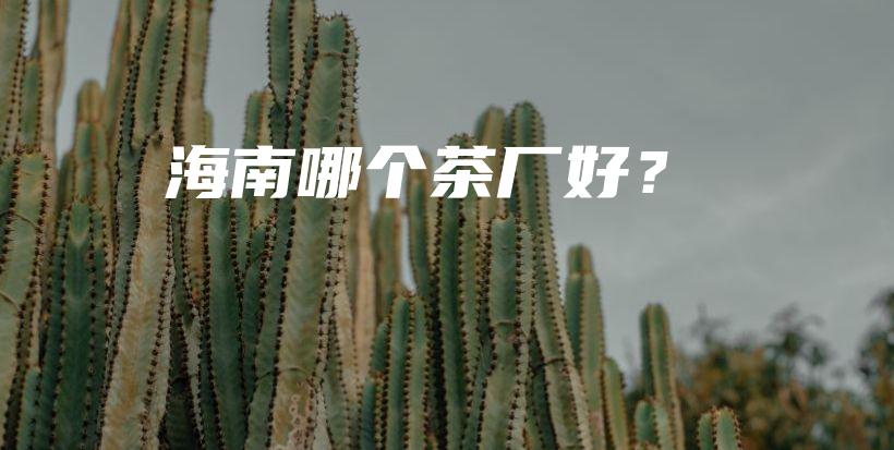 海南哪個(gè)茶廠好？插圖
