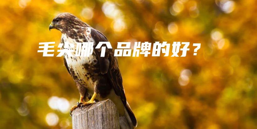 毛尖哪個(gè)品牌的好？插圖