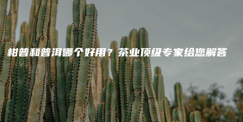 柑普和普洱哪個(gè)好用？茶業(yè)頂級(jí)專家給您解答插圖