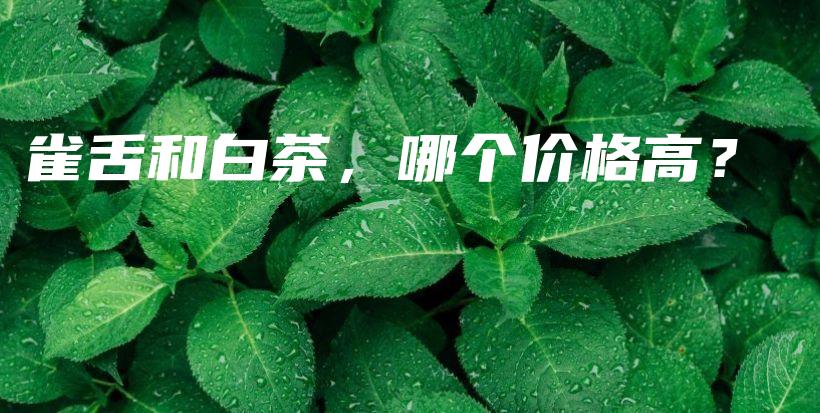 雀舌和白茶，哪個價格高？插圖