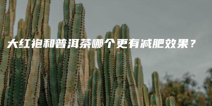 大紅袍和普洱茶哪個(gè)更有減肥效果？插圖