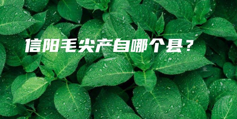 信陽(yáng)毛尖產(chǎn)自哪個(gè)縣？插圖