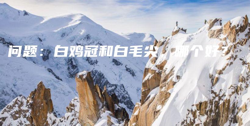 問(wèn)題：白雞冠和白毛尖，哪個(gè)好？插圖