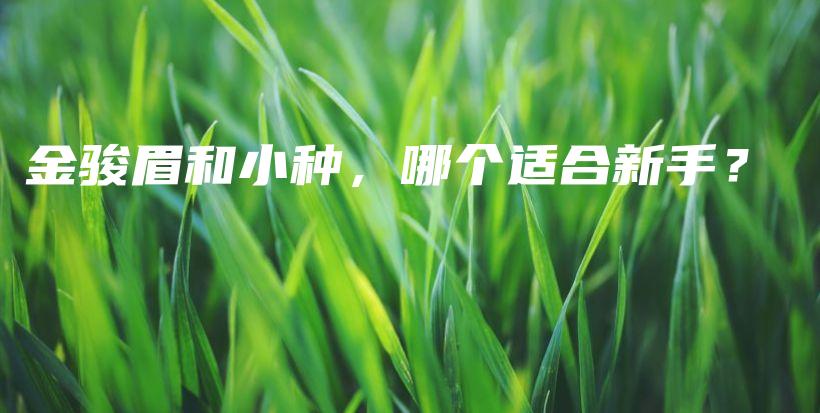 金駿眉和小種，哪個(gè)適合新手？插圖