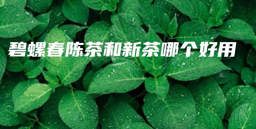 碧螺春陳茶和新茶哪個(gè)好用插圖