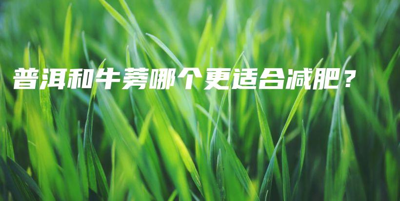 普洱和牛蒡哪個(gè)更適合減肥？插圖